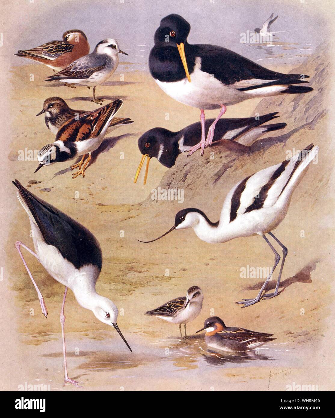 Oyster Catchers. Black Winged Stilt.  Avocet.  Grey Phalaropes.  Red Necked Phalarope and Turnstone Stock Photo