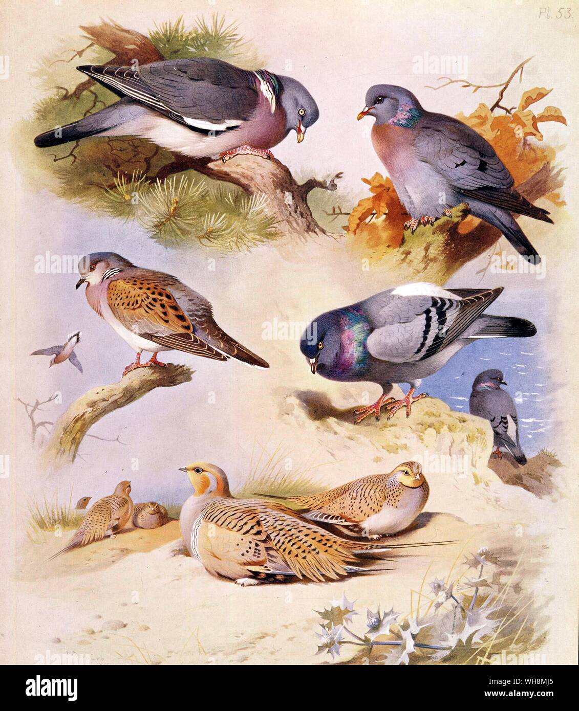 Pallas's Sand Grouse.  Woodpigeon.  Stock Dove.  Rock Dove.  Turtle Dove and Rufous Turtle Dove Stock Photo