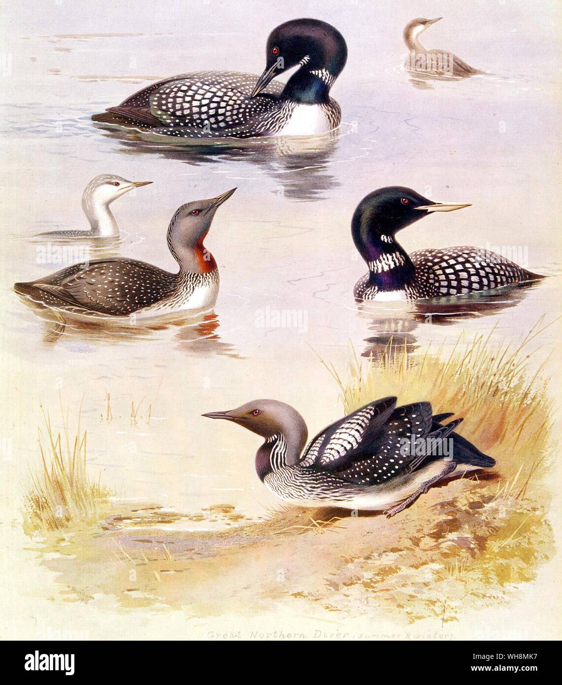 Great Northern Diver. Red Throated Diver. White Billed Diver. Black Throated Diver Stock Photo