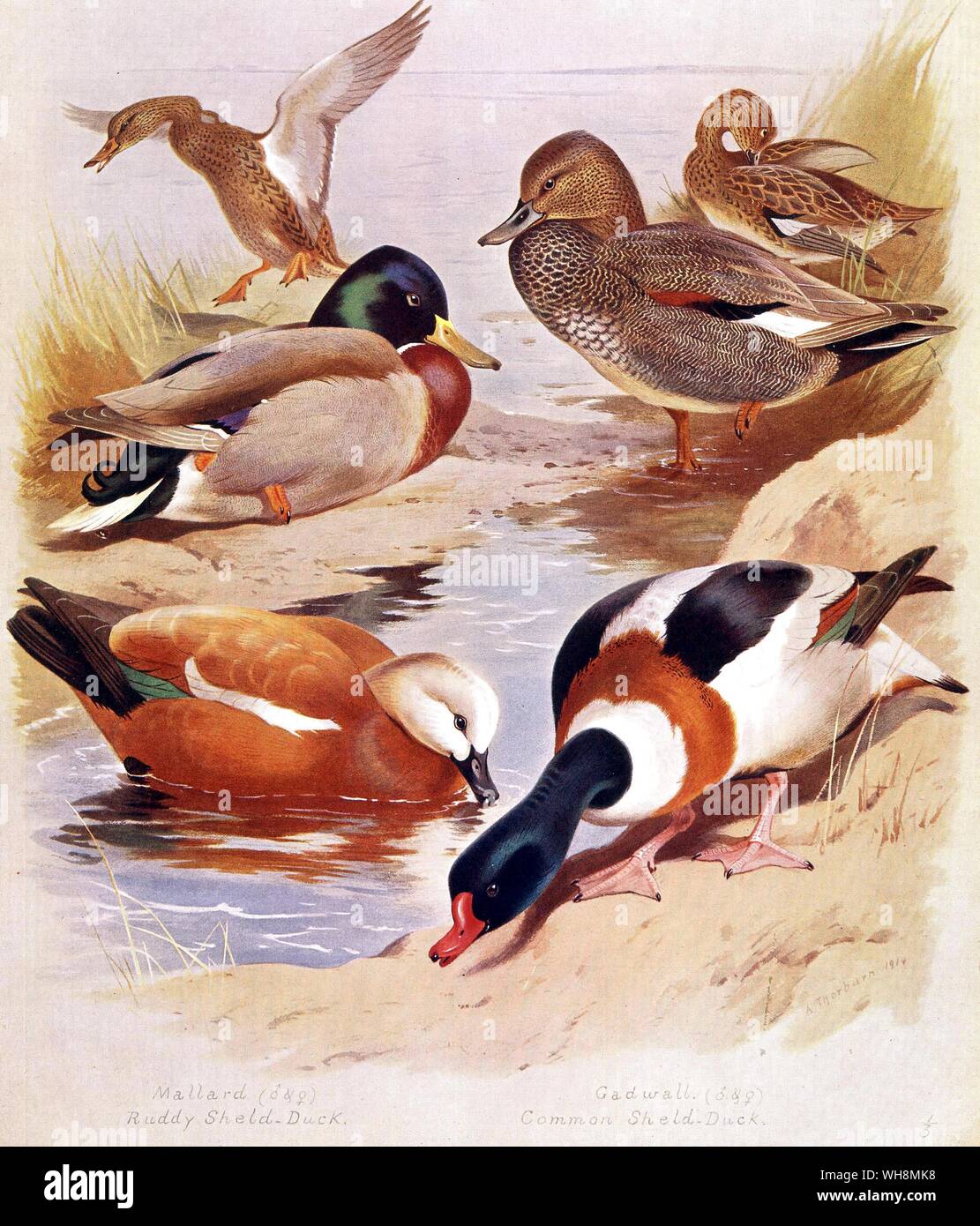 Ruddy Shelduck.  Shelduck.  Mallard. Gadwall Stock Photo
