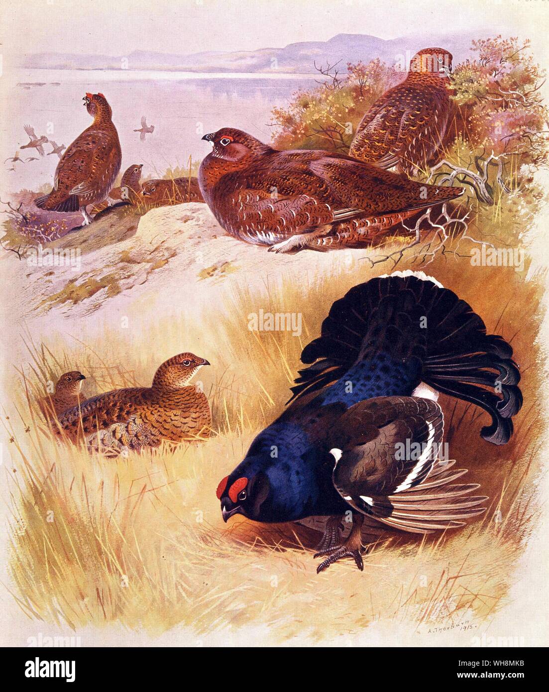 Willow Grouse Red Grouse and Black Grouse Stock Photo