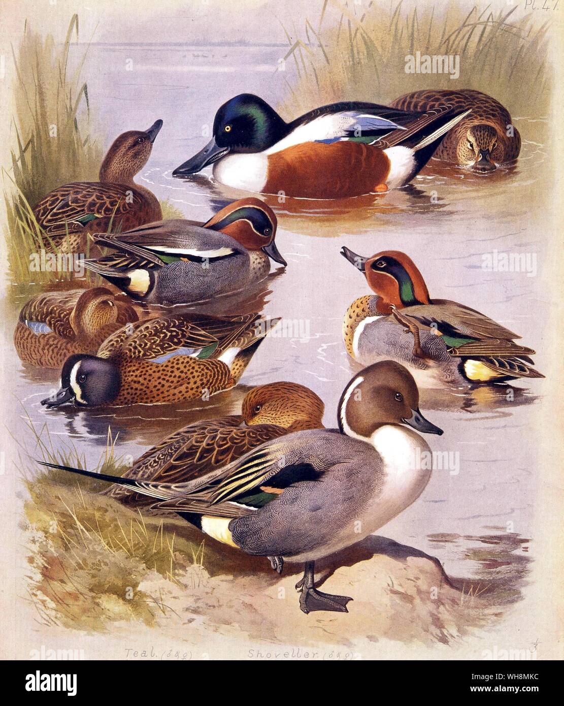 Teal.  Shoveler.  American Blue Winged Teal  and Pintail Stock Photo