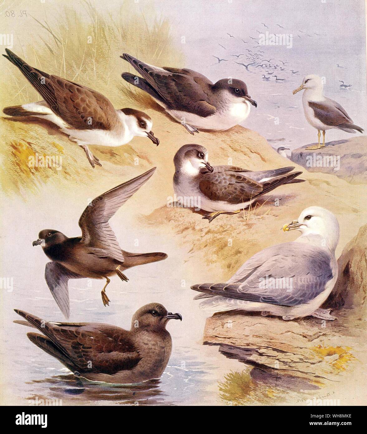 Black Browed Albatross . Manx Shearwater. Capped Petrel or Diabiotin . Collared Petrel. Bulwer's Petrel Fulmar. Schlegel's Petrel Stock Photo