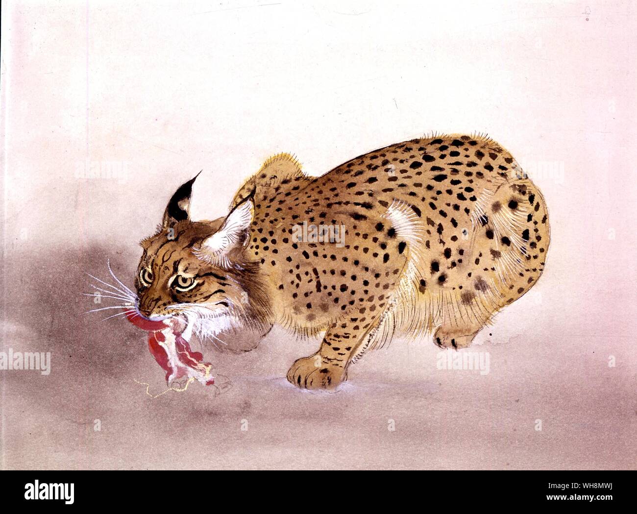 Spanish Lynx Stock Photo