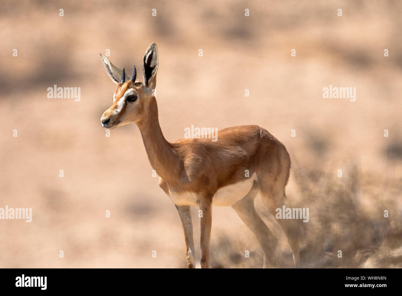 Dorcas Gazelle (Gazella dorcas) In the Negev Desert Israel Stock Photo