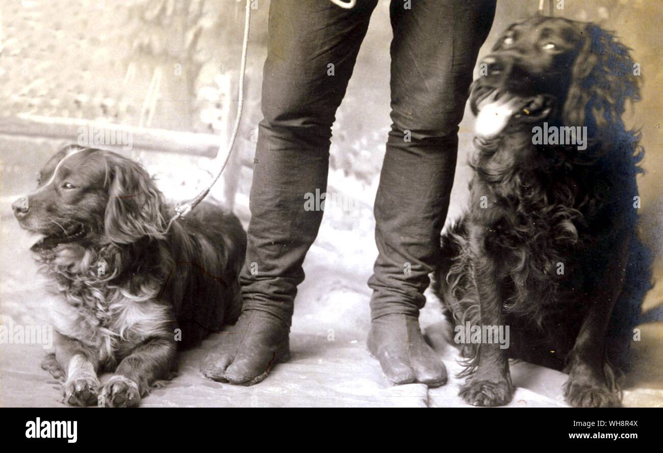 Richard Gordon-Smith's hunting dogs. 1905. Stock Photo