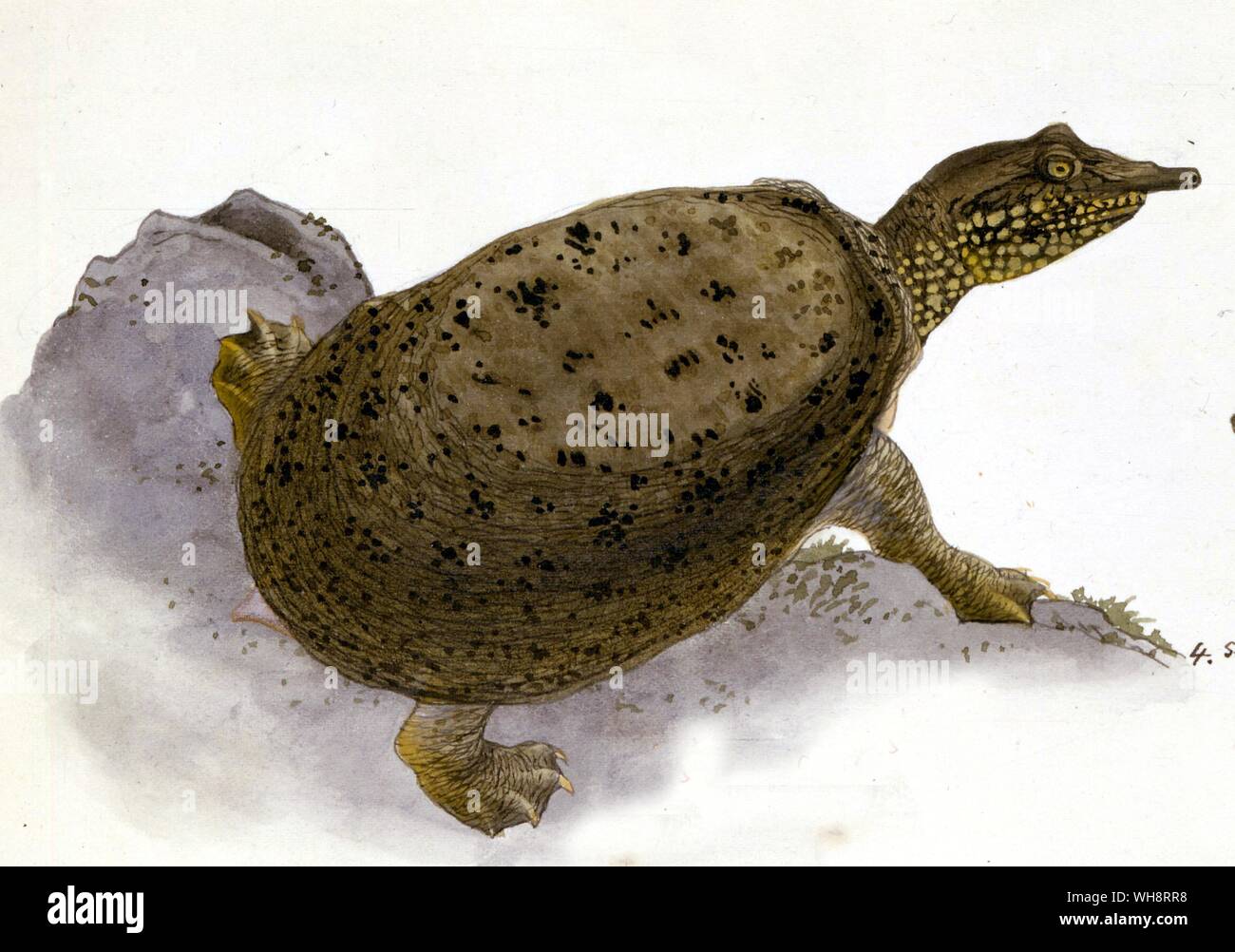 Suppon or snapping turtle painted by Baiho. 1904 Stock Photo