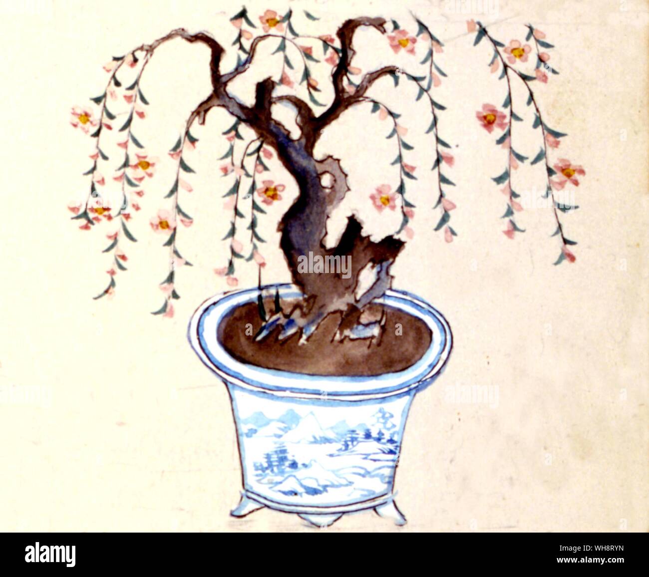 Peach tree (bonsai Stock Photo Alamy