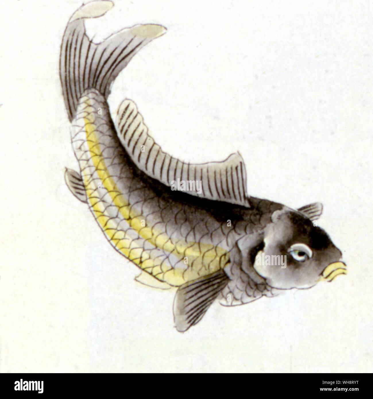 Illustration Japanese Fish Stock Photo - Alamy