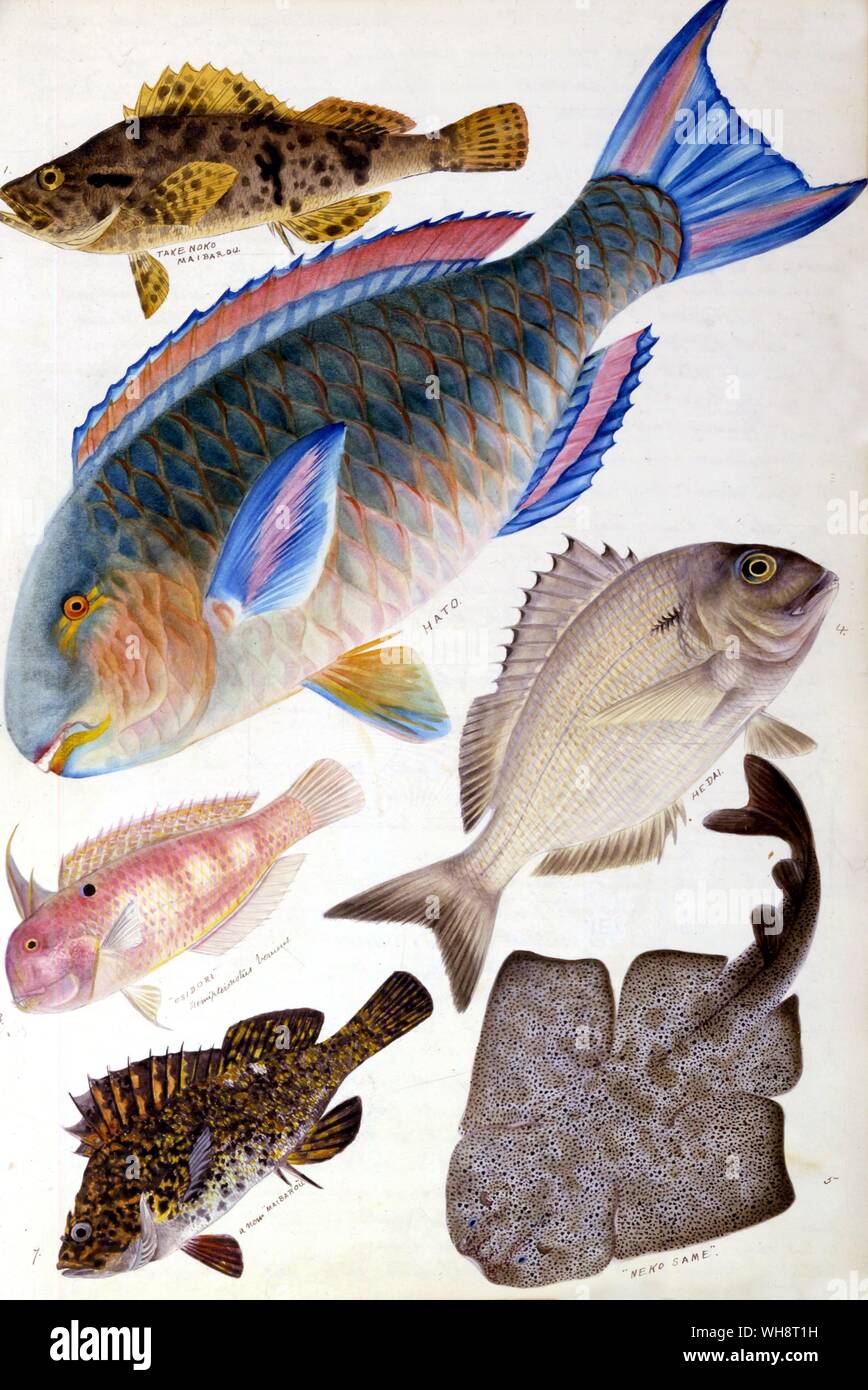 Hato (parrot fish) - large centre. Maiburu - bottom left. Takenoko maiburu - top. Stock Photo