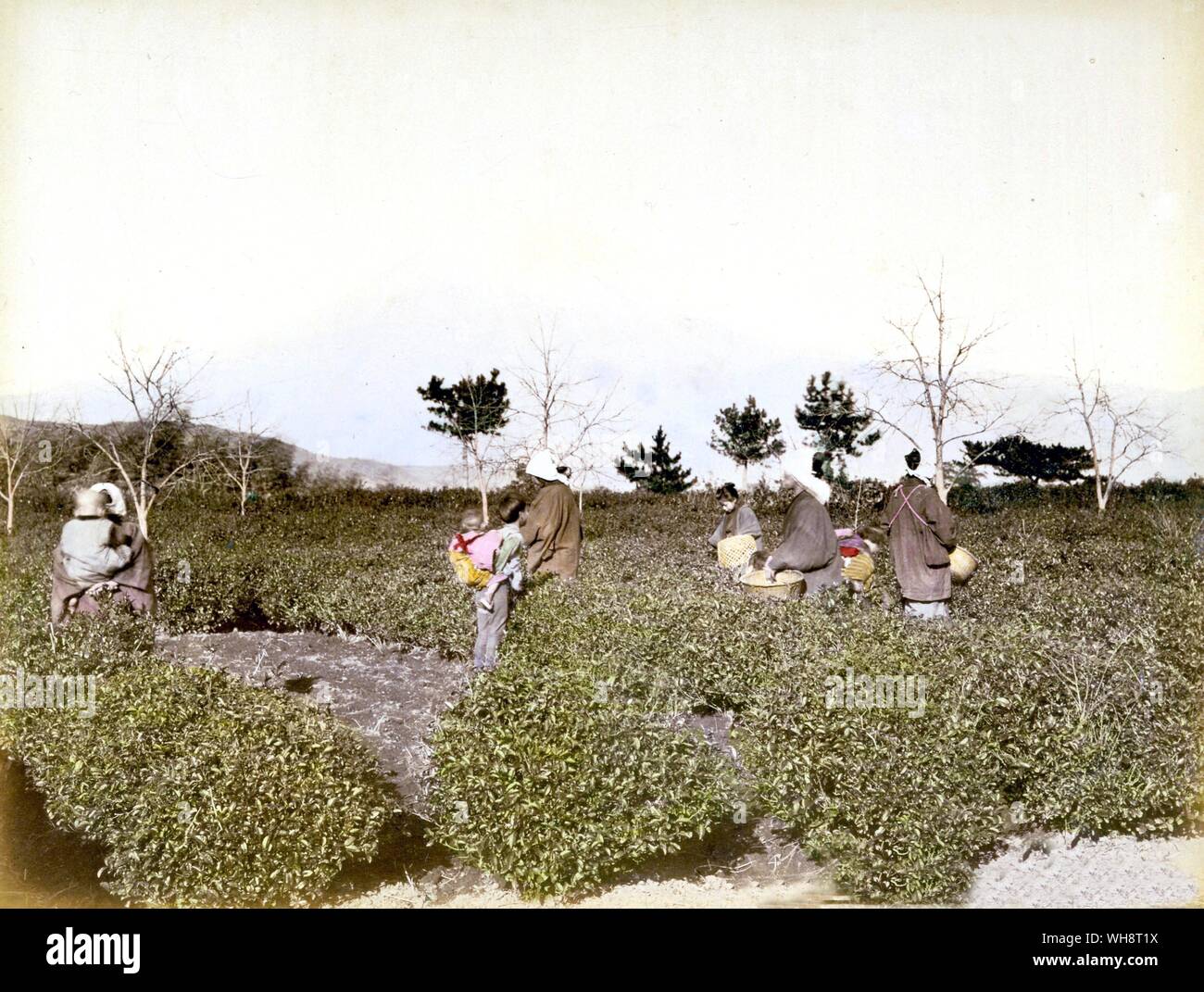 Agriculture. 1898. Stock Photo