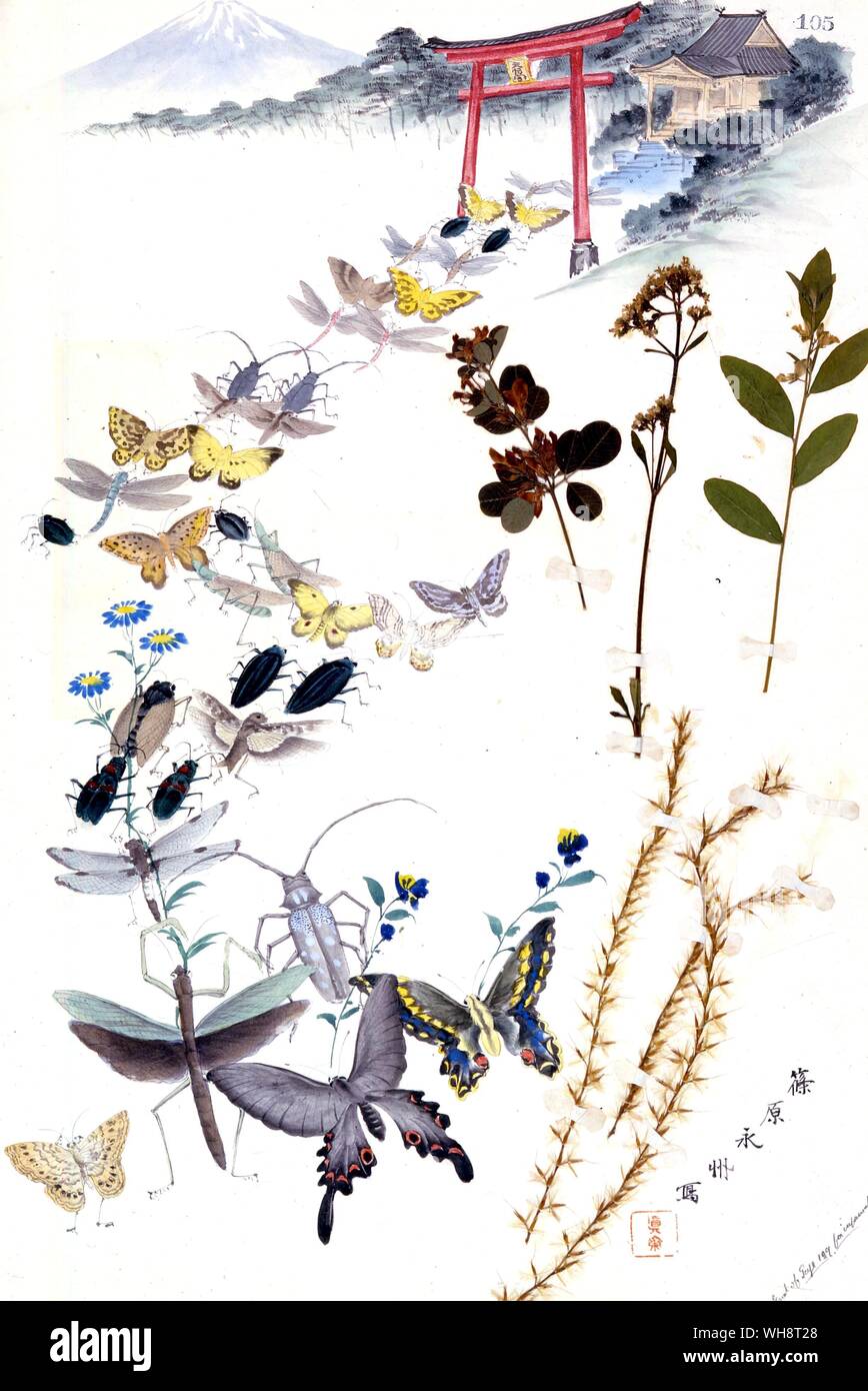 A painting of japanes insects 1900. Stock Photo