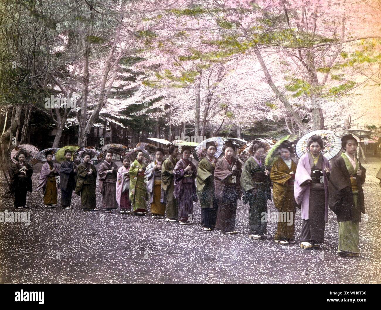 Composing Spring In This Room Where Cherry Blossoms Bloom Blossoms 1900 hi-res stock photography and images - Alamy