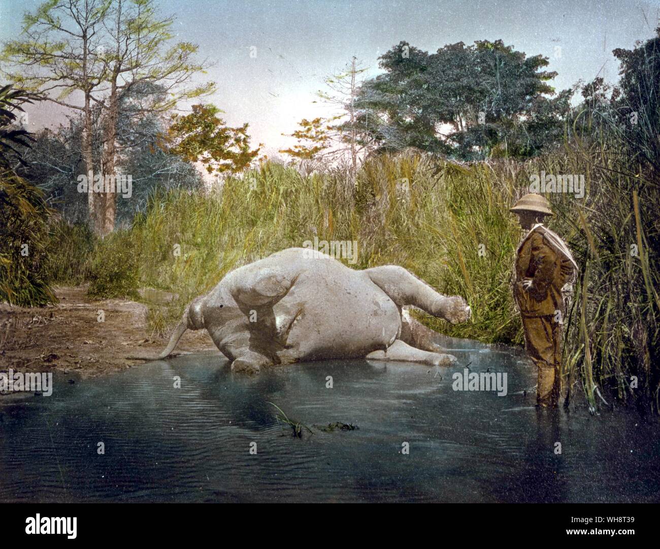 Shooting elephants in Burma Stock Photo Alamy