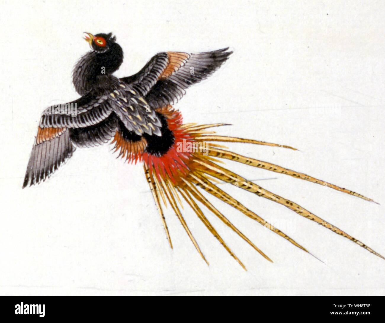 Illustration Japanese Bird Stock Photo