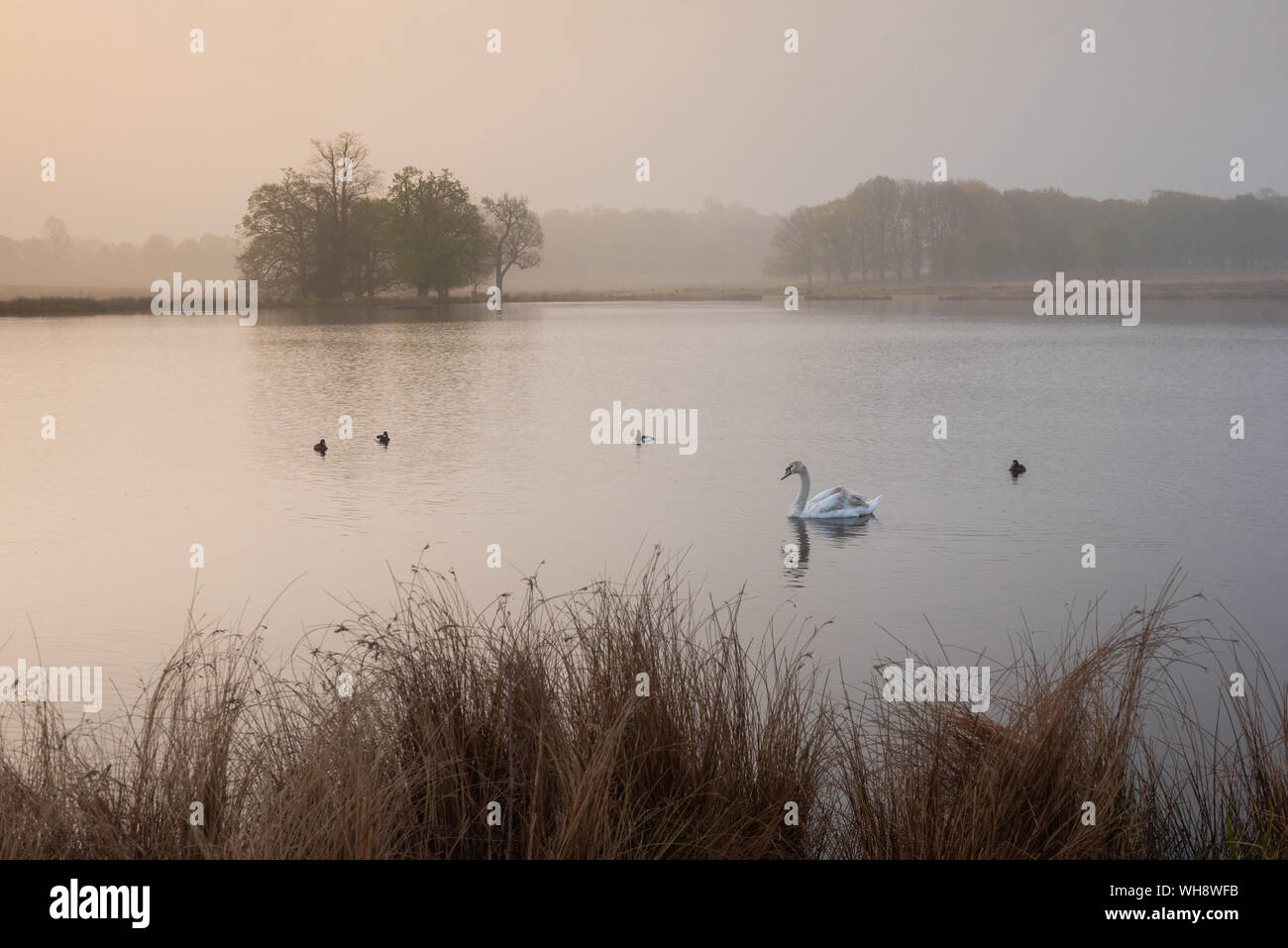 Swan in Richmond Park, at Pen Ponds at sunrise, London, England, United Kingdom, Europe Stock Photo