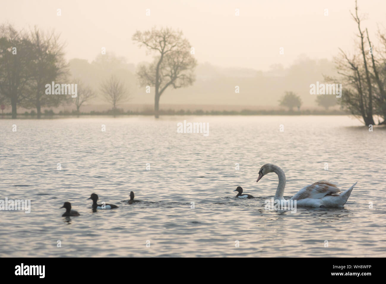 Swan in Richmond Park, at Pen Ponds at sunrise, London, England, United Kingdom, Europe Stock Photo