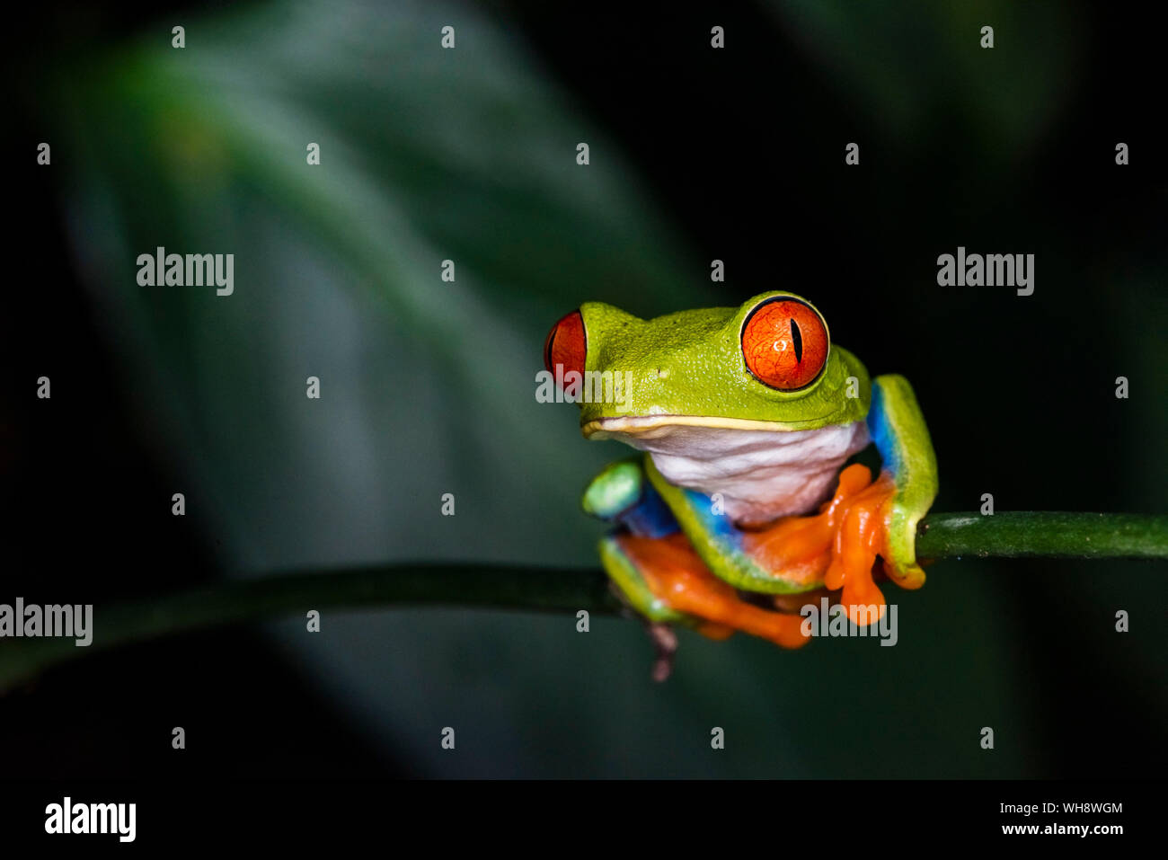 Red-eyed tree frog (Agalychnis callidryas), Sarapiqui, Heredia Province, Costa Rica, Central America Stock Photo