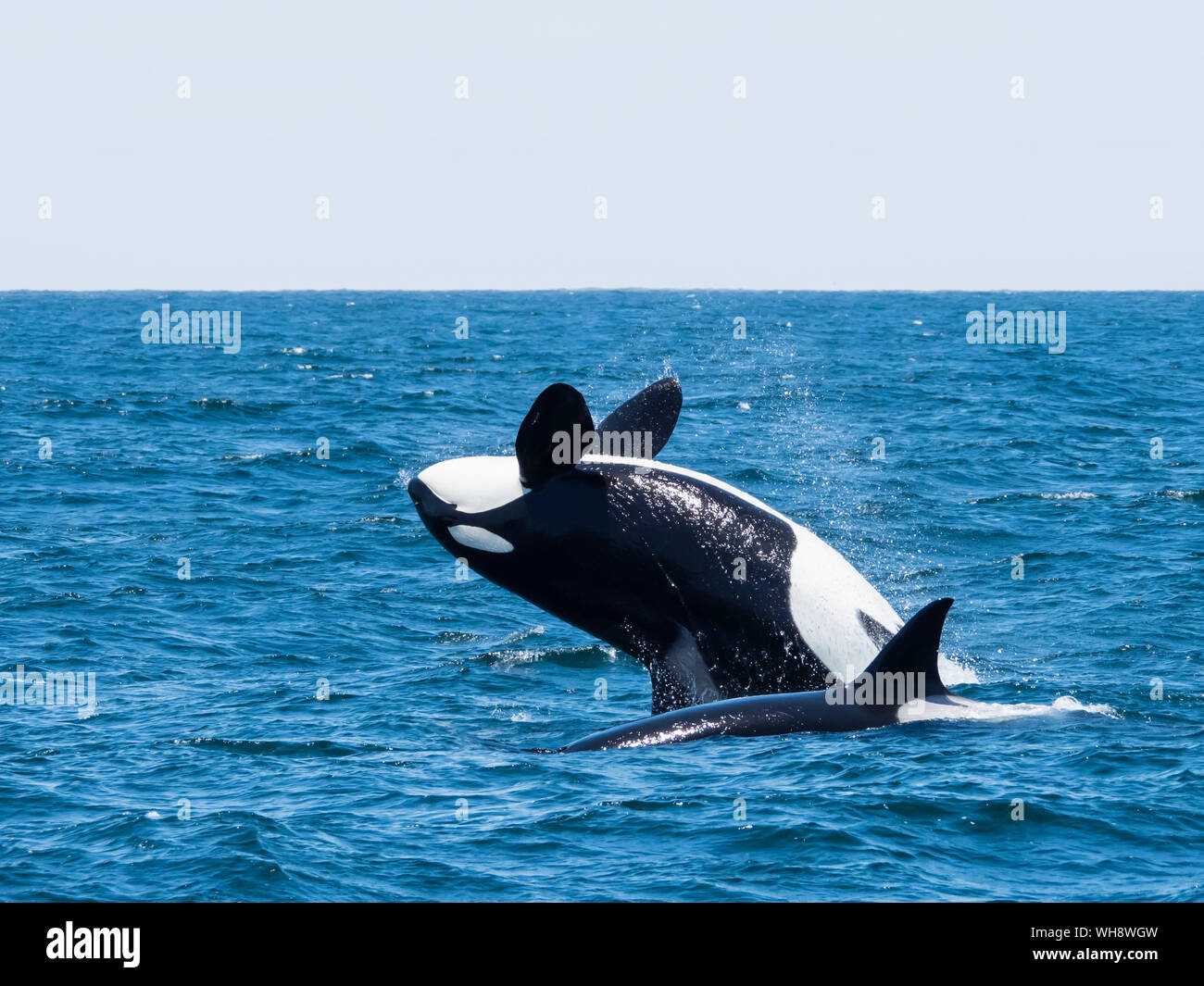 Transient killer whale (Orcinus orca) breaching in the Monterey Bay National Marine Sanctuary, California, United States of America, North America Stock Photo
