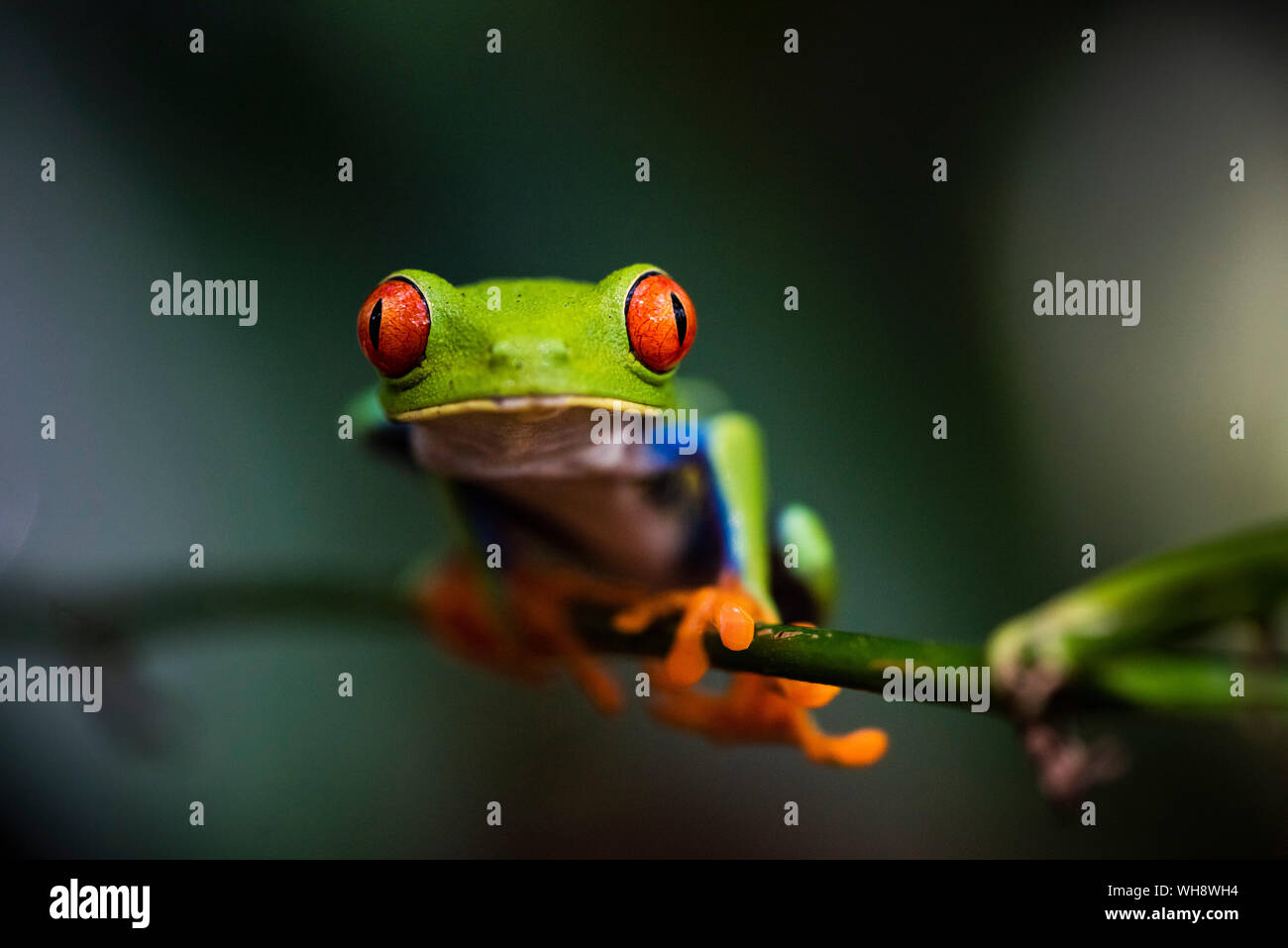 Red-eyed tree frog (Agalychnis callidryas), Sarapiqui, Heredia Province, Costa Rica, Central America Stock Photo