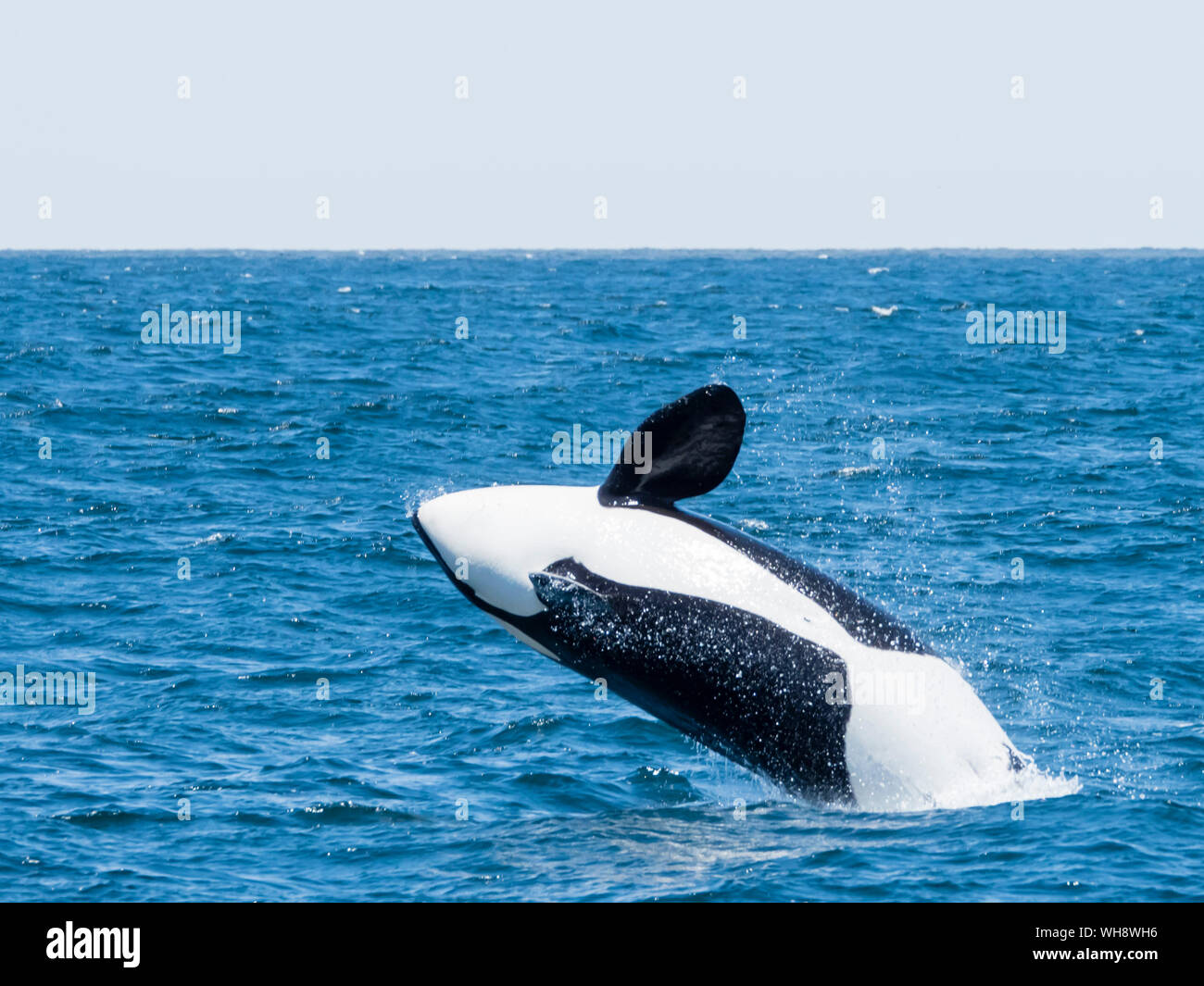 Transient killer whale (Orcinus orca) breaching in the Monterey Bay National Marine Sanctuary, California, United States of America, North America Stock Photo