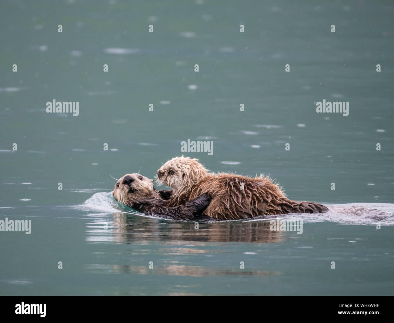 A mother sea otter (Enhydra lutris) with her pup in Reid Inlet, Glacier Bay National Park, Southeast Alaska, United States of America, North America Stock Photo