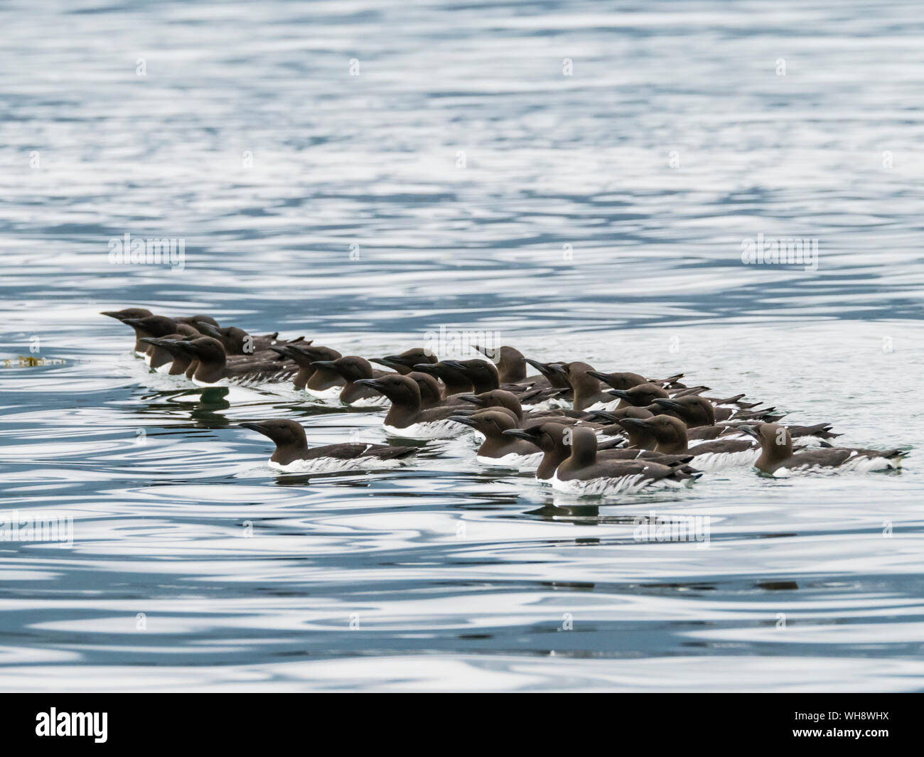 A raft of common murres (Uria aalge) at breeding site on South Marble Island, Glacier Bay National Park, Alaska, United States of America Stock Photo