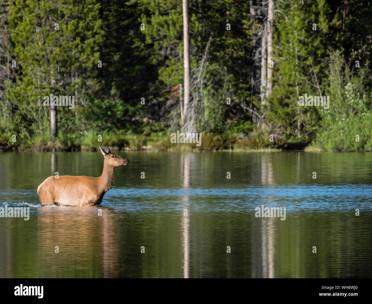 Adult female elk (Cervus canadensis) on String Lake, Grand Teton National Park, Wyoming, United States of America, North America Stock Photo