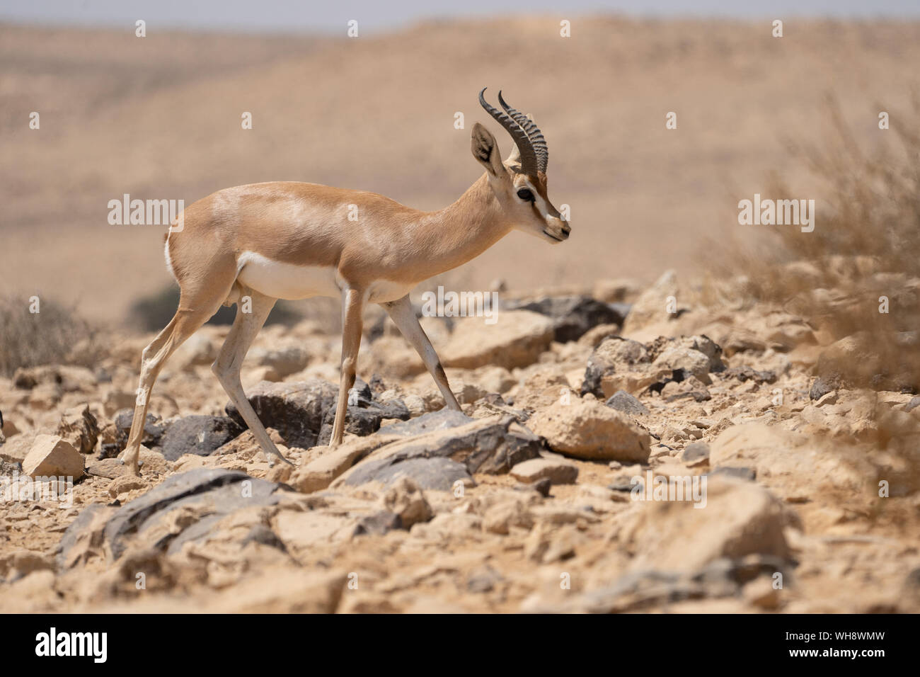 male Dorcas Gazelle (Gazella dorcas) In the Negev Desert Israel Stock Photo
