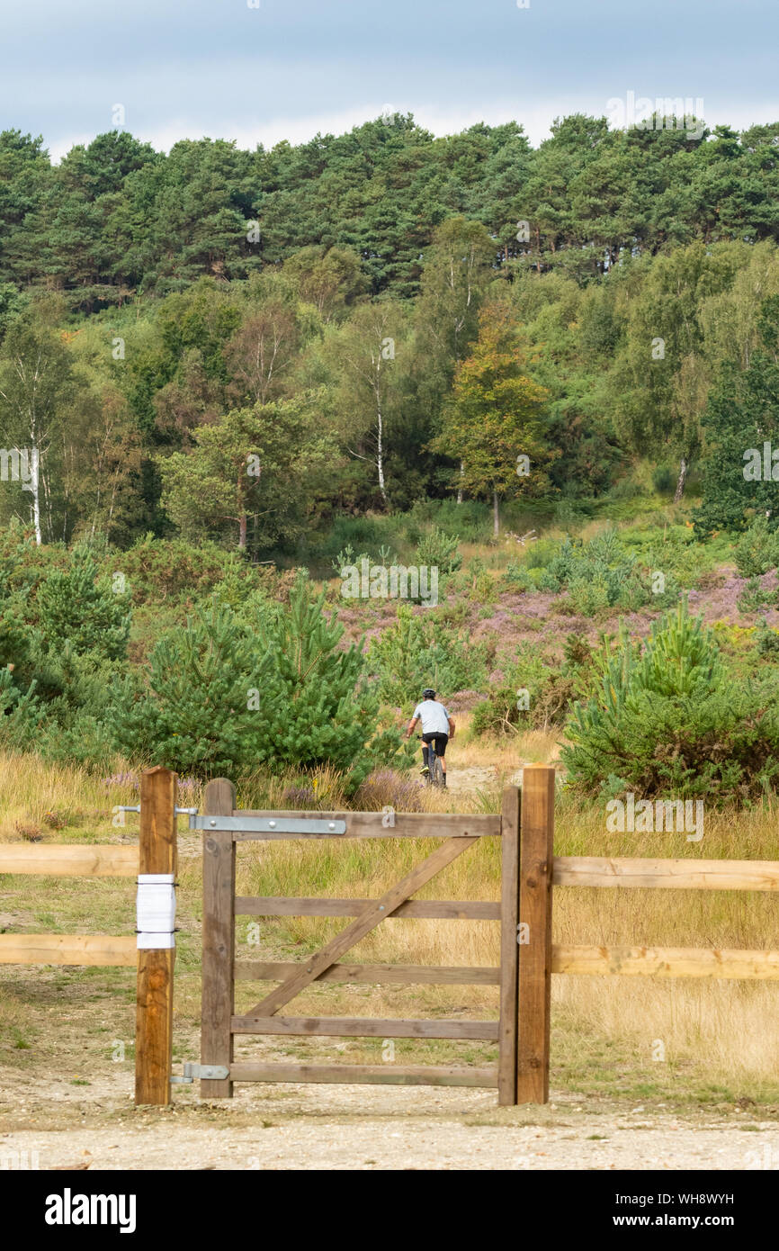 Cyclist on a trail at Chobham Common, an area of lowland heath and a National Nature Reserve, Surrey, UK Stock Photo