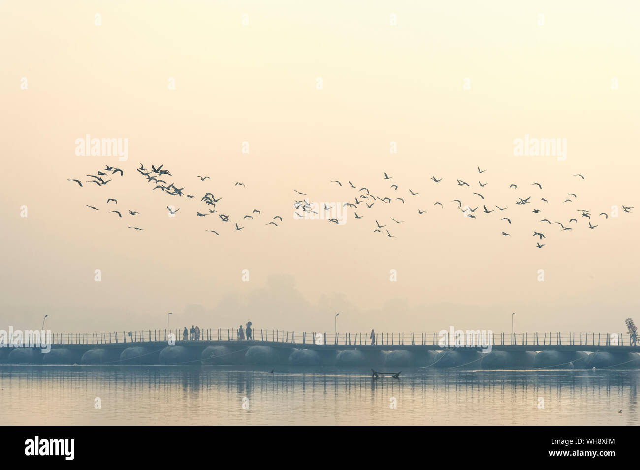 Flock of Cormorants over the Ganges river at sunrise, Allahabad Kumbh Mela, Allahabad, Uttar Pradesh, India, Asia Stock Photo