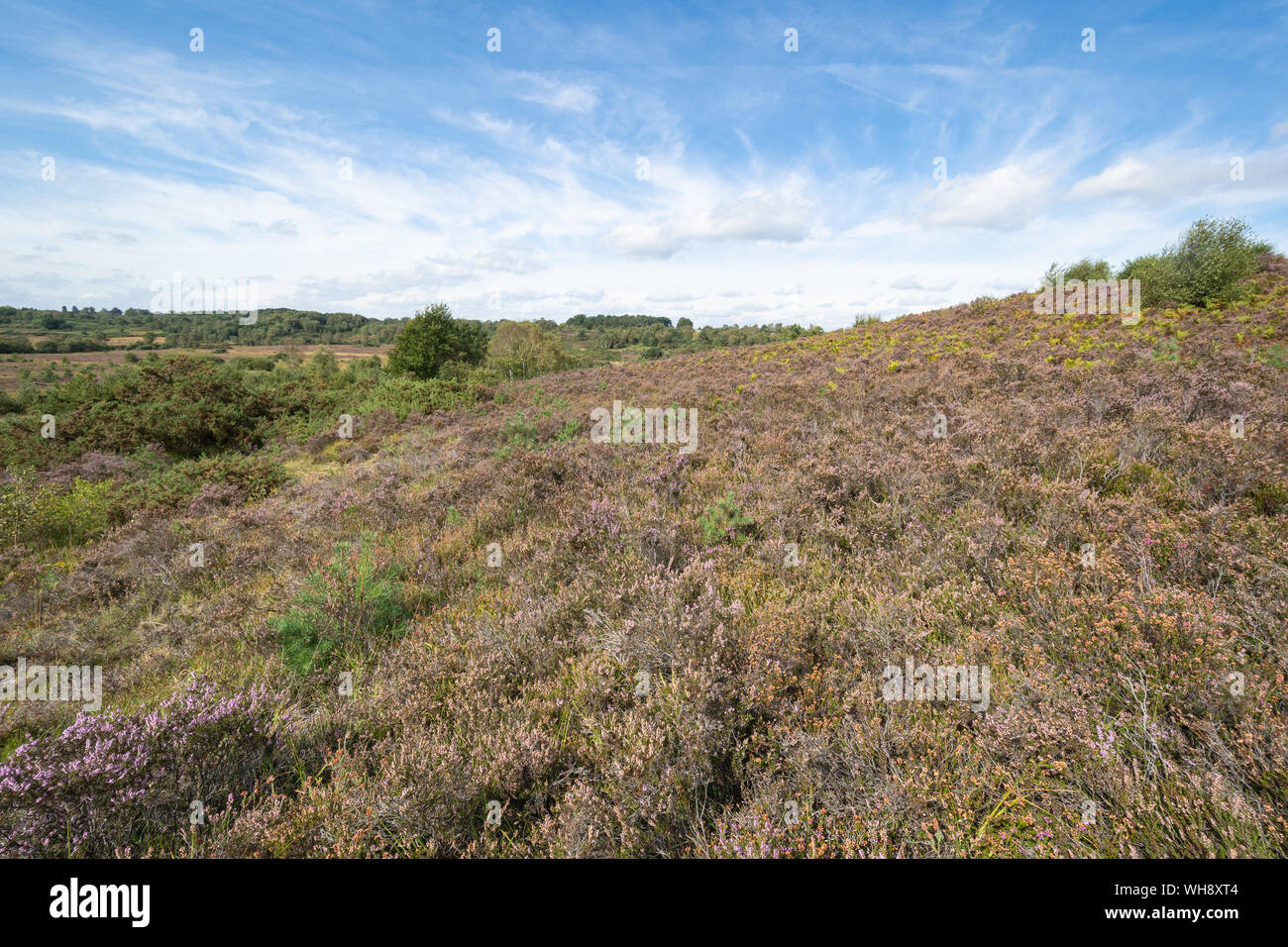 Chobham Common, an area of lowland heath and a National Nature Reserve, Surrey, UK Stock Photo