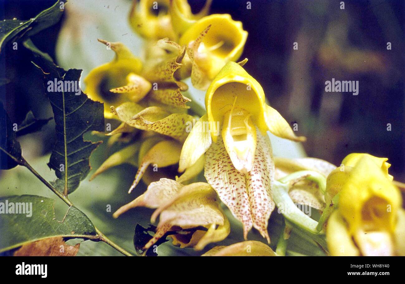 Catasetum Macrocarpum (Orchidaceae) Stock Photo
