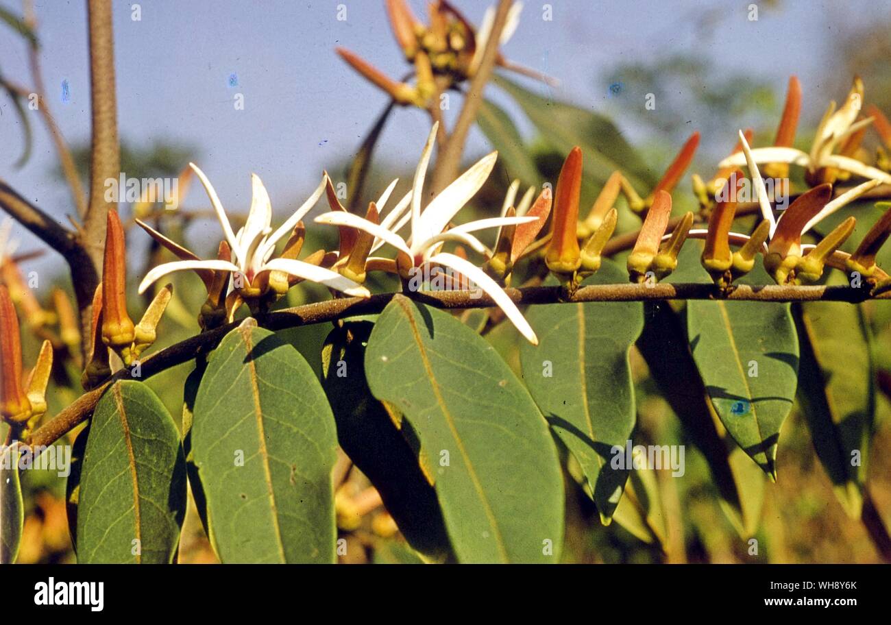 Xylopia Aromatica (Annonaceae) Stock Photo