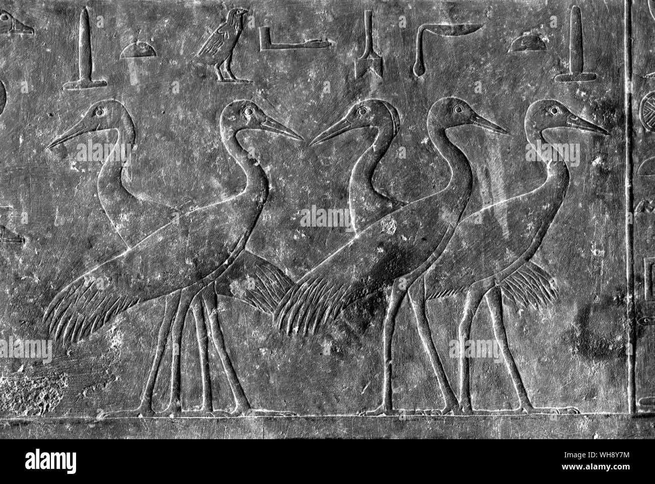 Limestone relief of cranes from the mastaba tomb of Manufer, Saqqara. Old Kingdom, c.2300 b.c. Stock Photo