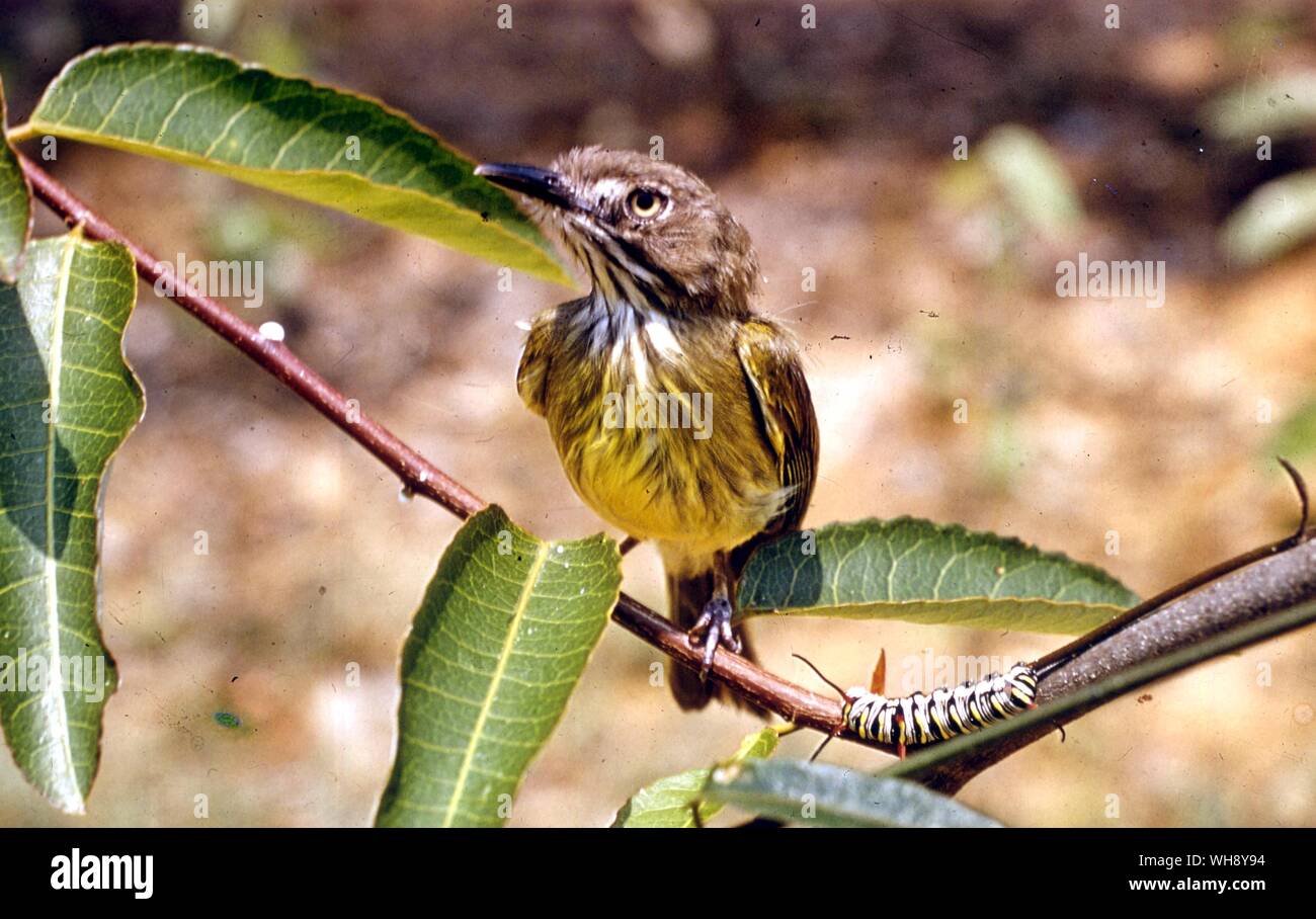 Stripe necked Tody tyrant Idioptilon striaticolle Stock Photo