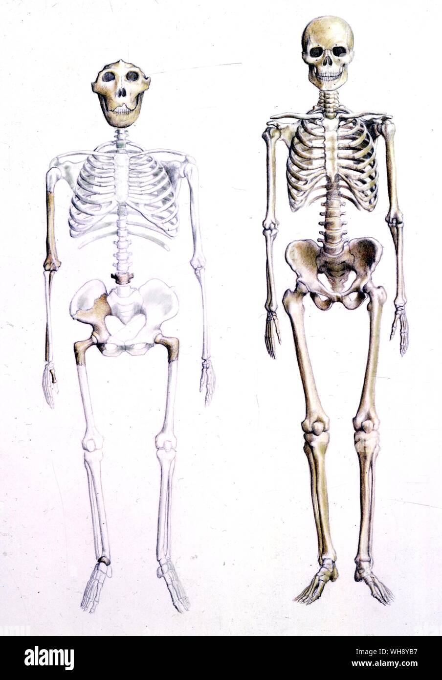 Comparison between skeletons of  Australopithecus Boisei and Homo Sapien. (Search for Australopithecus Africanus for additional comparison) Stock Photo