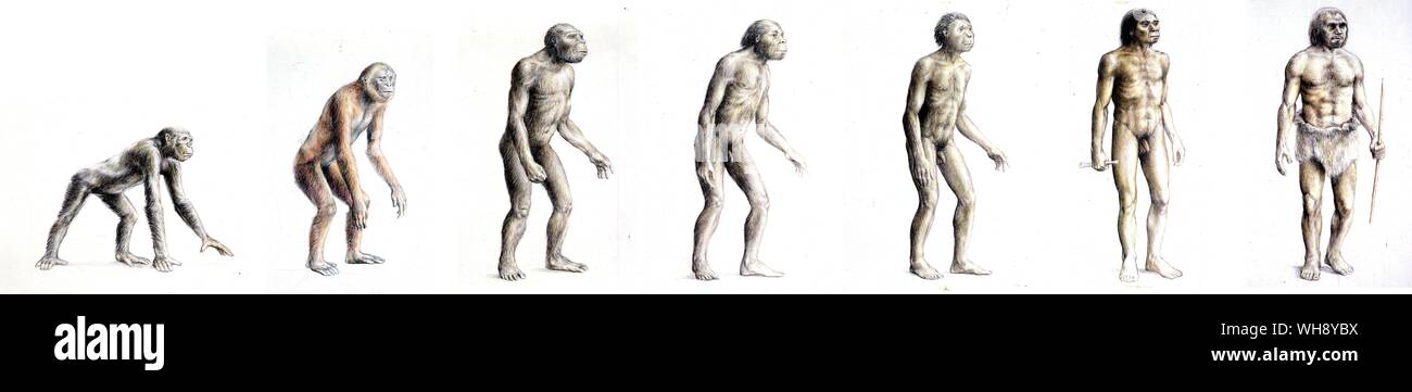 Evolution from Dryopithecus Africanus to Neanderthal Man Stock Photo