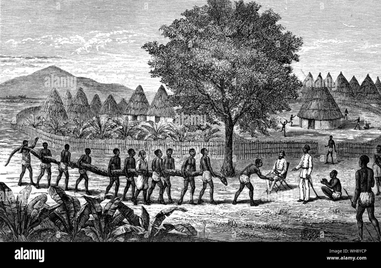 I was surprised to see Wat-el-Mek with ten of his men, with difficulty dragging something that seemed to me the body of a tree. To my astonishment, it proved to be a huge boa-constrictor they had just killed behind my hut, and which they had brought to me as a surprise.' (Chaille-Long). Stock Photo