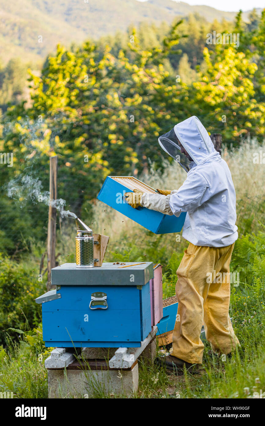 Beekeeper with honeycombs and smoker Stock Photo