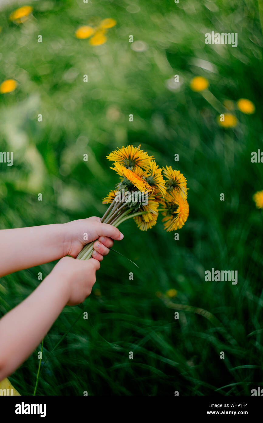 Little girl's hand holding dandelions Stock Photo