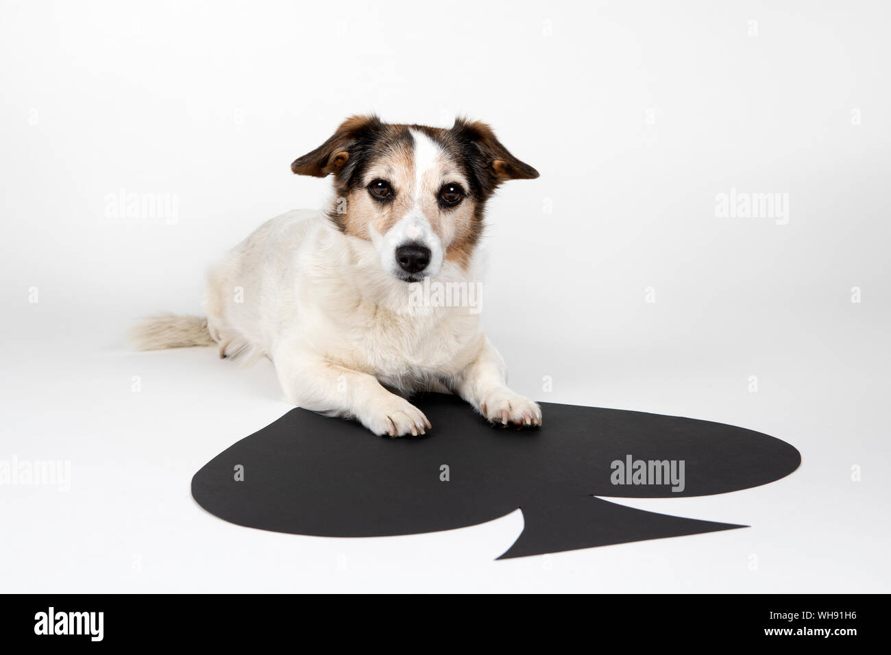 Portrait of mongrel lying on big Ace Of Spades Stock Photo