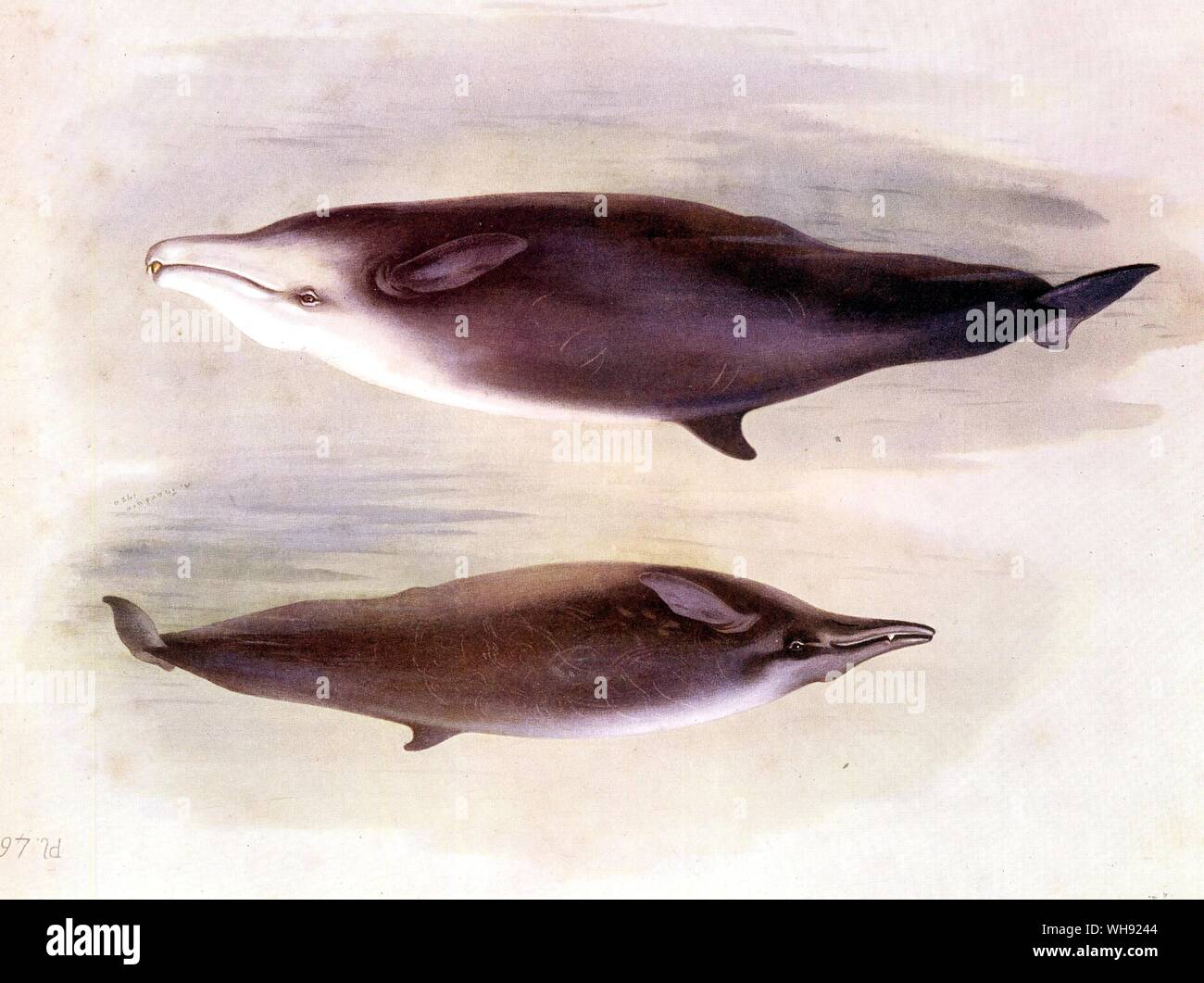 The Cuvier's Whale and Sowerby's Whale Stock Photo