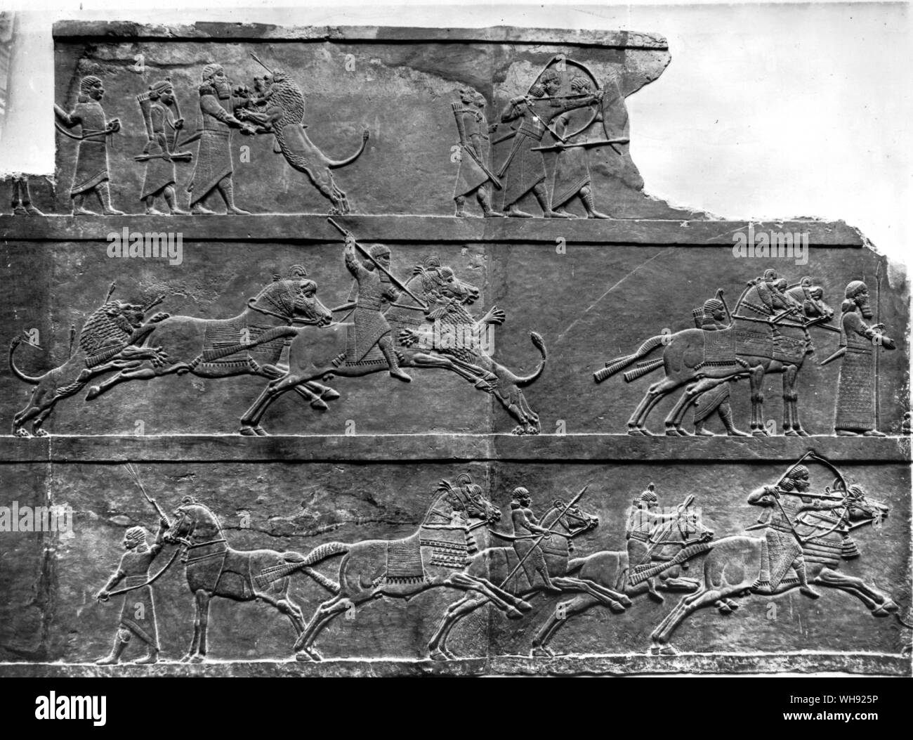 Assyrian: The Lion Hunt of Assurbaniphal 650 BC. Stome height is 66 inches (167.6cm). Stock Photo