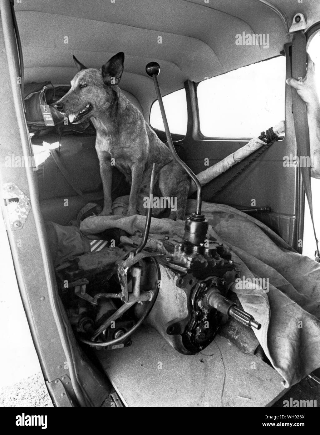 Djunga waiting Cattle Dog Stock Photo
