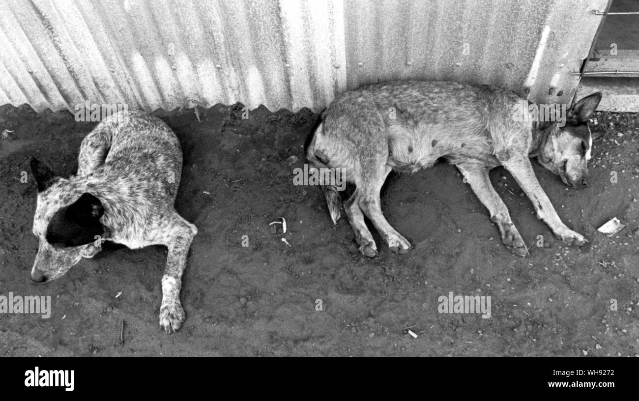 Cattle Dogs Sleeping Stock Photo