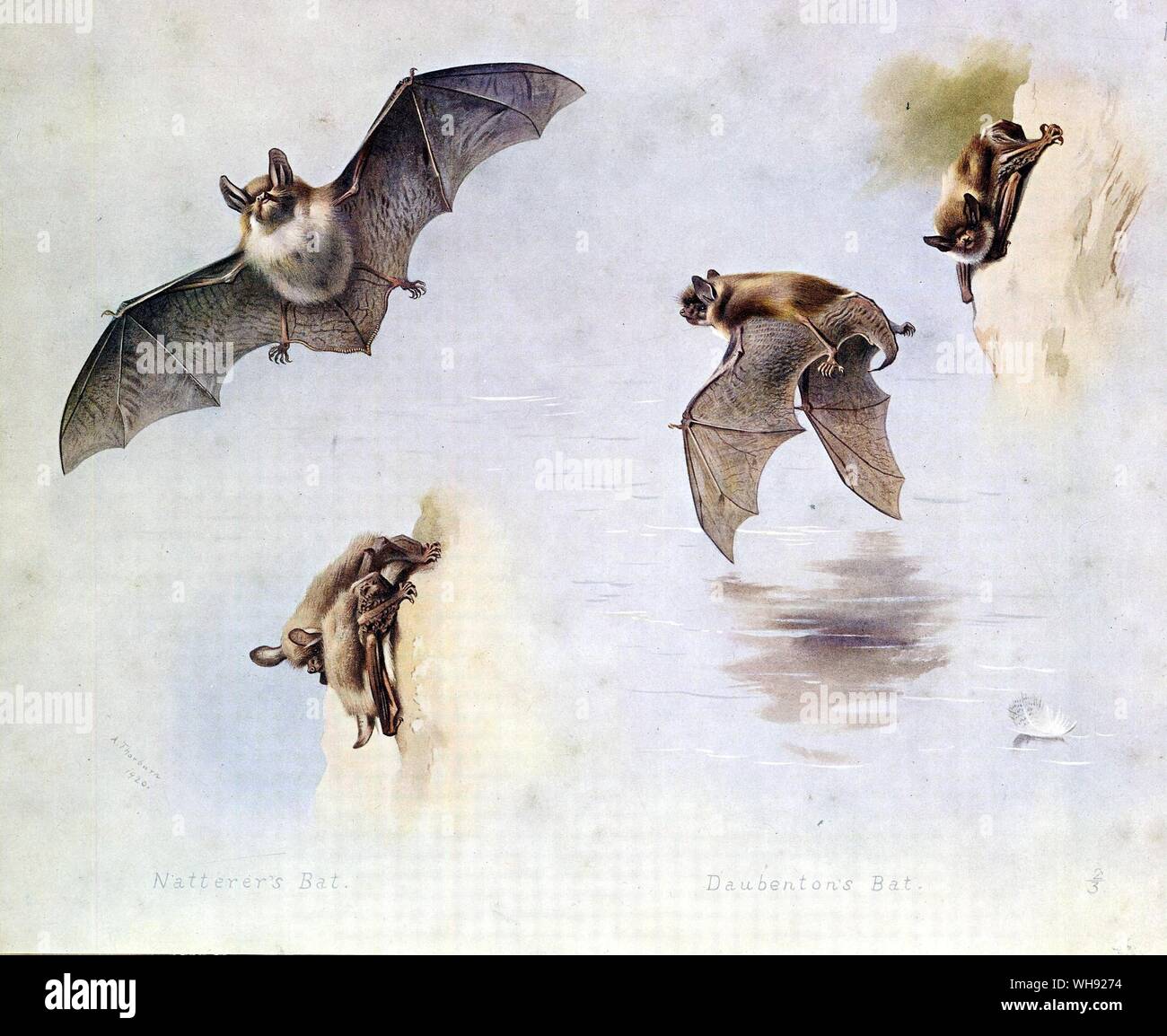 Daubenton's Bat, Natterer's Bat Stock Photo