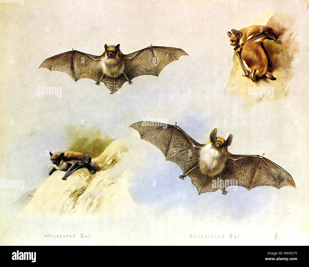 The Daubenton's Bat and Natterer's Bat Stock Photo