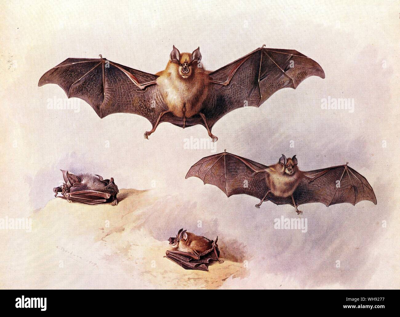 The Greater Horse Shoe Bat, The lesser Horse Shoe Bat. Stock Photo