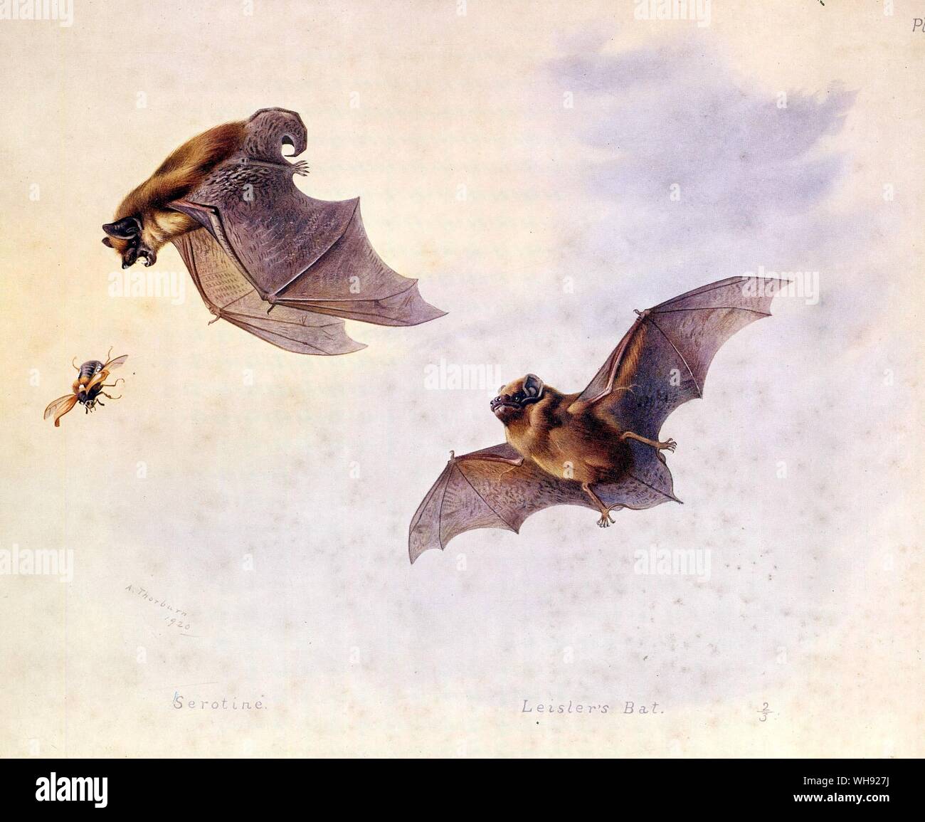 The Serotine, The Parti Coloured Bat, Leisler's Bat Stock Photo
